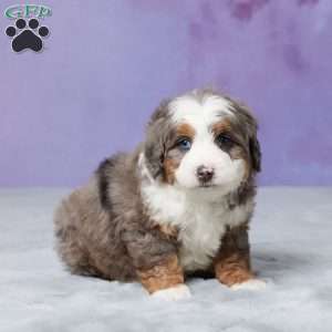 Rocky, Mini Bernedoodle Puppy